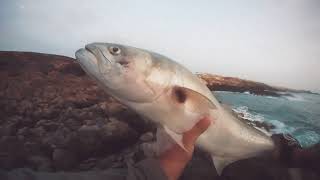 Spinning serra big bluefish in canary island on top water needle lure #catchandrelease
