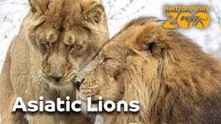 A true monumental moment... 🦁