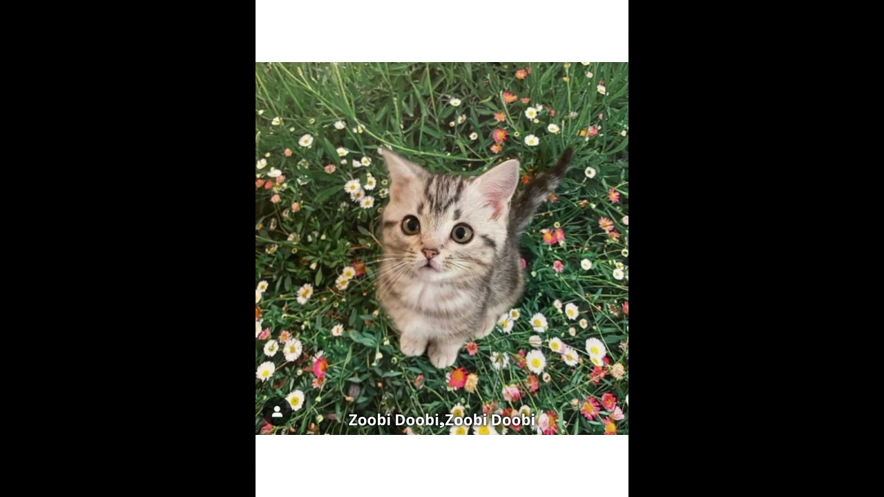 Cute cat 😍🥰❤️ status 