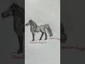 Drawing my favorite custom model horse