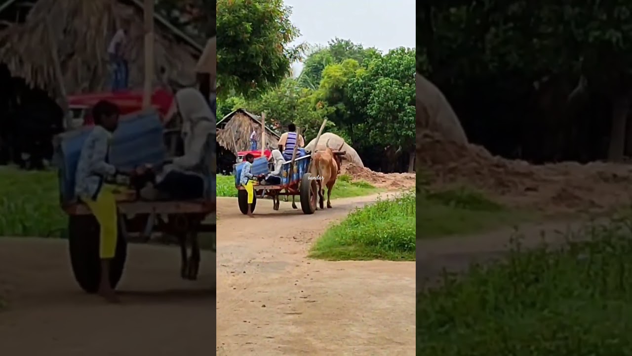 #bullockcart