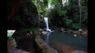 Evening Rainforest & Glow Worms Tour