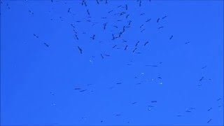 Стая аистов над Хайфой. Огромное количество аистов летят на зимовку
