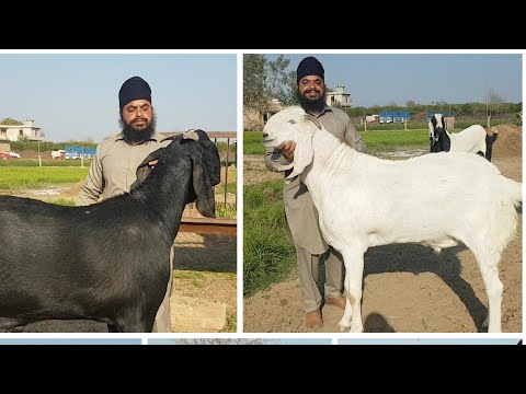 India's Biggest Punjabi Goats | Vishu Bhai Ke Bakre.