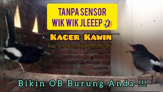 Burung Kacer Kawin Ampuh Bikin Jebol Birahi #kacer #kacergacor #kacermania #kacerjuara