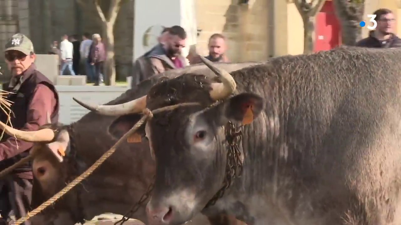 Fête des Boeufs gras de Captieux, une tradition ancestrale en sud-Gironde
