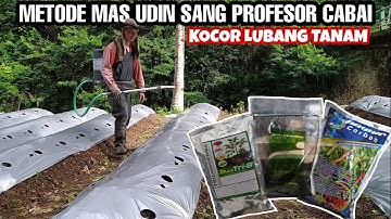 METODE TANAM ALA MAS UDIN PROFESOR CABAI | PERSIAPAN LAHAN WAJIB KOCOR TIGA UNSUR PEMBENAH TANAH