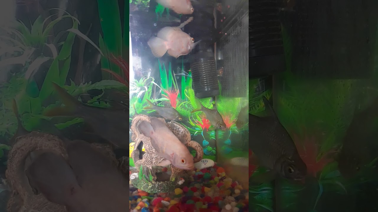 Second hand fish aquarium sell YouTube