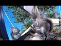 2 hours of eastern gray squirrels eating and reacting to seeing their reflection in a mirror