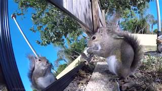 2 Hours of Eastern Gray Squirrels eating and reacting to seeing their reflection in a mirror