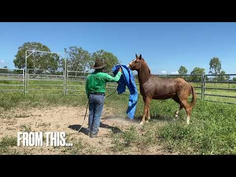 Before and After Horse Training