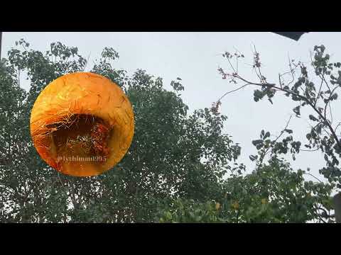 Top Giant Earwax Removal Videos Worth Watching in 100.1