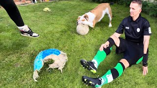 Are English Bulldogs Good Pets? Owning A Bulldog That Likes Football by Tia English Bulldog 81 views 7 months ago 22 seconds
