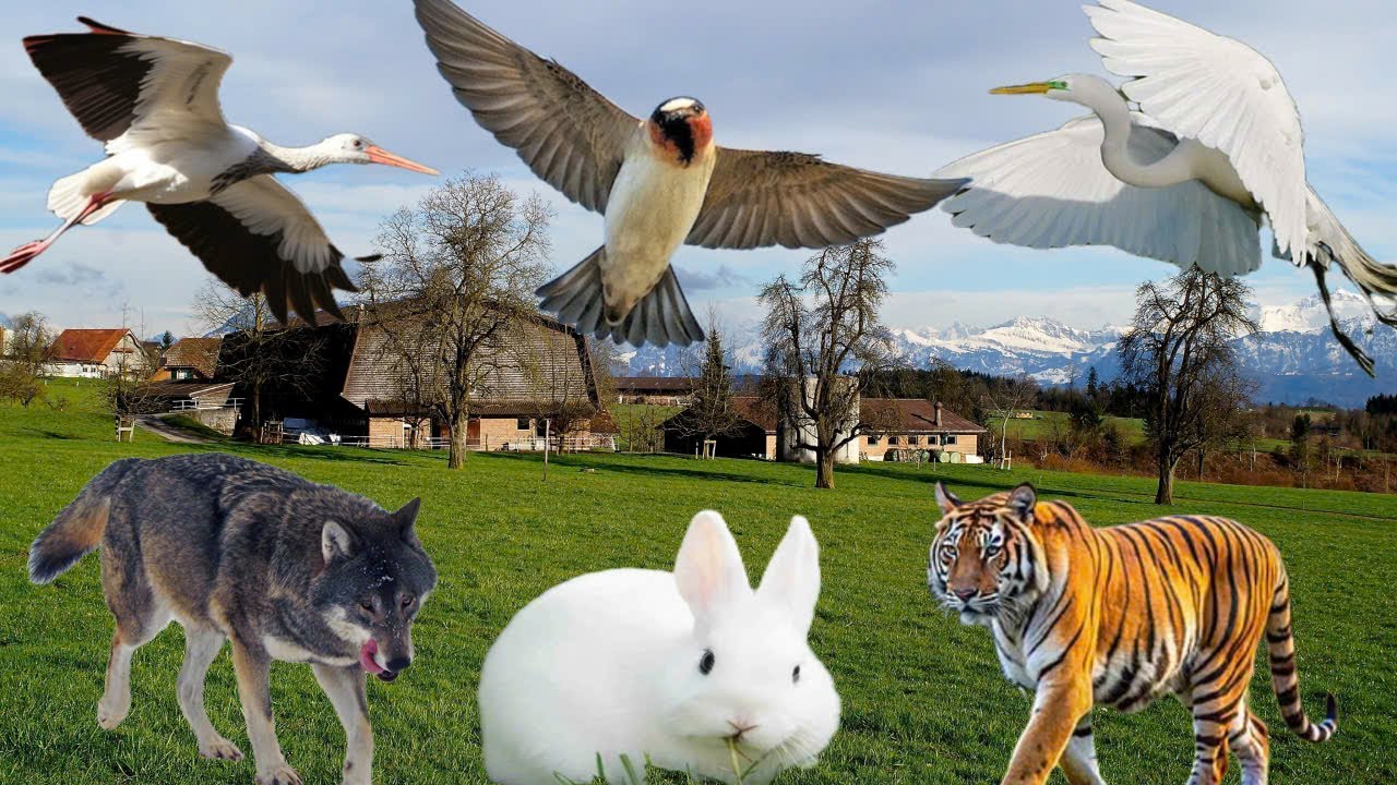 The sounds of animals help people sleep better and more peacefully; the sounds of dogs, chickens