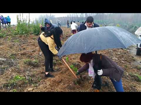 Sert&atilde; - A&ccedil;&atilde;o de refloresta&ccedil;&atilde;o no Vale do Pereiro com 10 mil &aacute;rvores aut&oacute;ctones