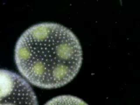What are some examples of fungus-like protist?