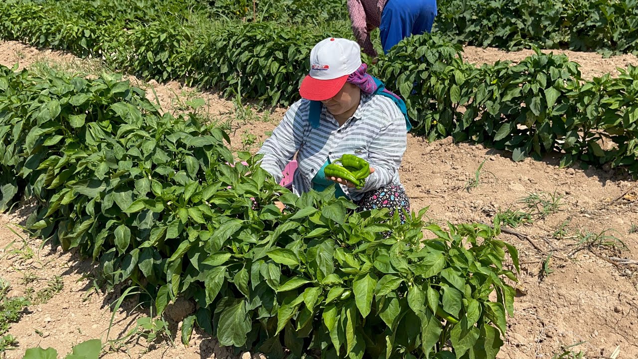 Tarımda Hasat Zamanı |Tarlamıza Bereket Yağdı❗️|Biber ve Patlıcan 