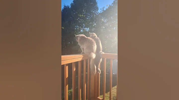 Watch the video about Some morning sunshine 🌞 #godisgood #cat #sun #adoreble #love #mainecoon #mainecooncats #cuteanimal