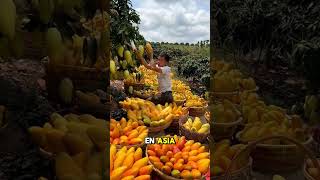 ⚠️ El fertilizante asiático que revive plantas y acelera el crecimiento 😱Más flores y más frutos