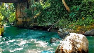 Natural River Ambience in Tropical Forest 🌊 Peaceful Water Sounds