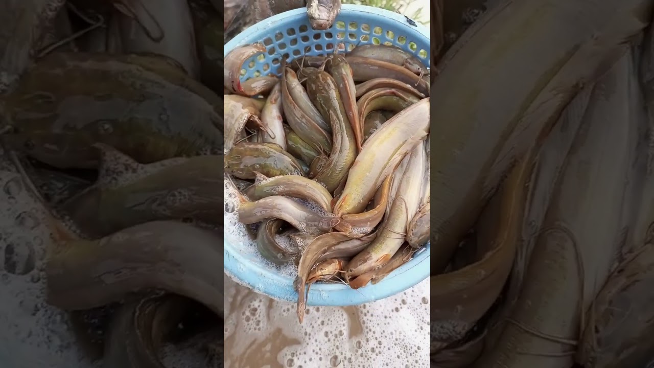 how to rear catfish's 🐠🐟 at home