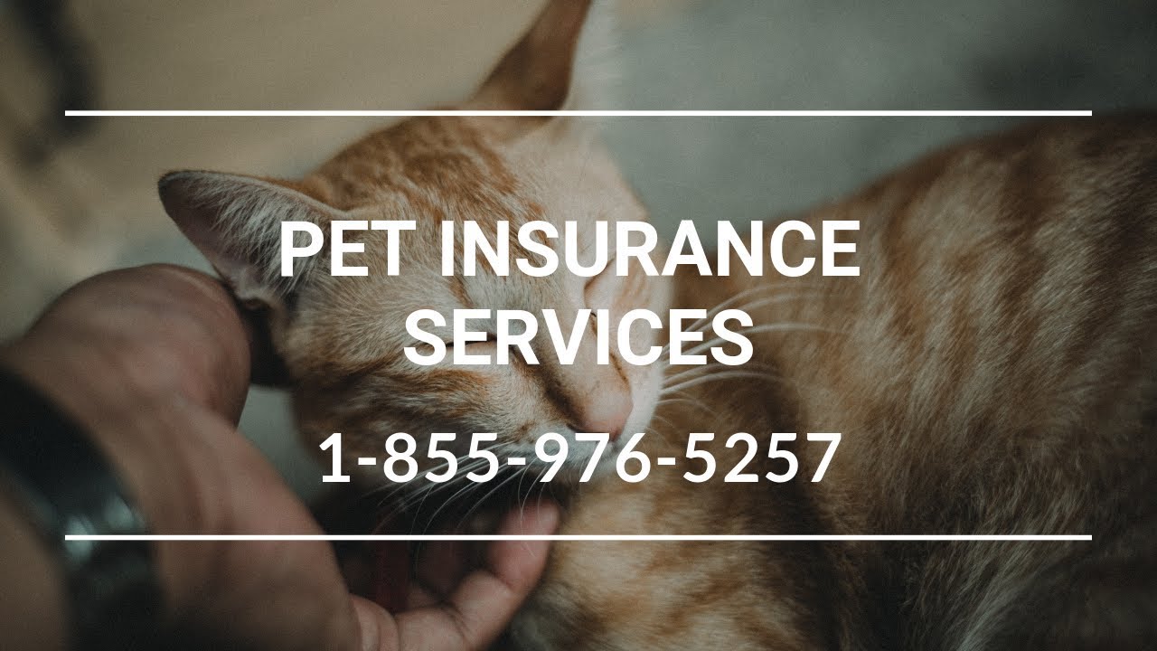 Pet Insurance Marlin WA Best Dog Insurance For Dogs YouTube