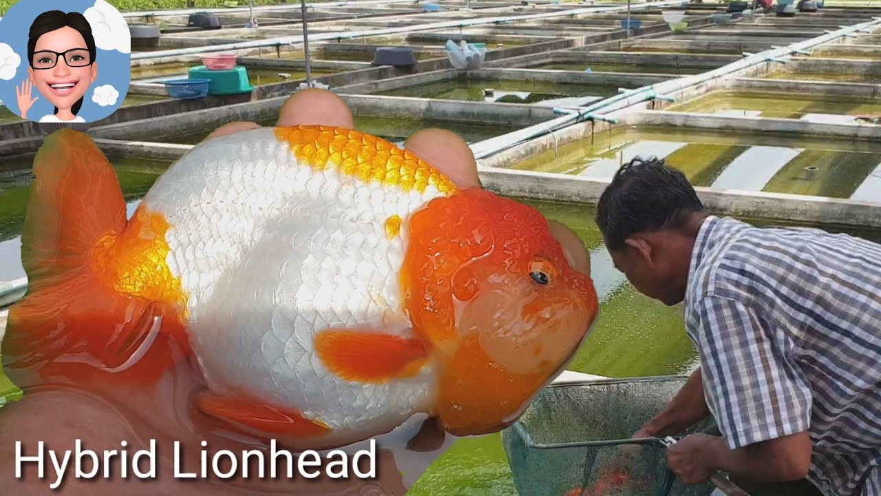 ปลาทอง สิงห์ลูกผสม hybrid Lionhead#ป้าตุ้ยยูทูป
