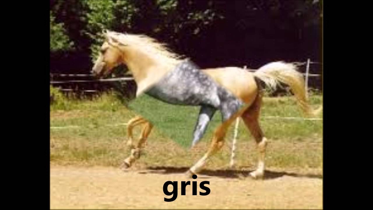 Les différentes robe de chevaux (couleurs de poils). YouTube