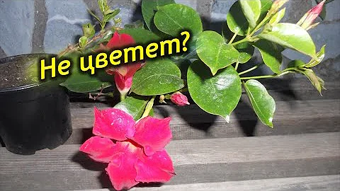 Почему не цветет Дипладения в домашних условиях?