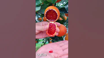 برتقال ينزل سائل احمر 