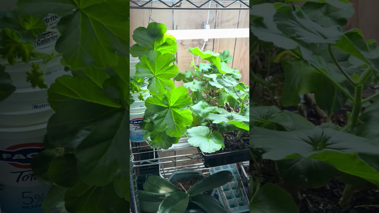 Обновленная информация о черенках герани.