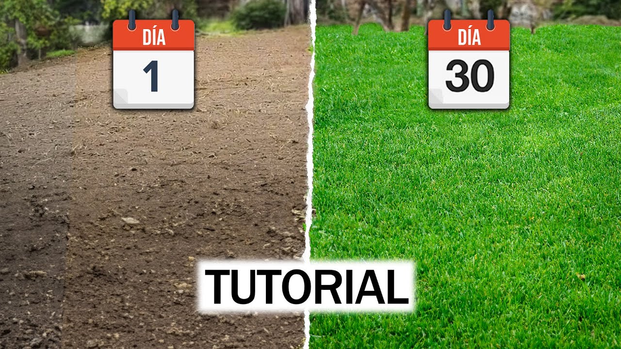 ¿Cómo sembrar un césped? TUTORIAL PARA PRINCIPIANTES + ERRORES a evitar!!
