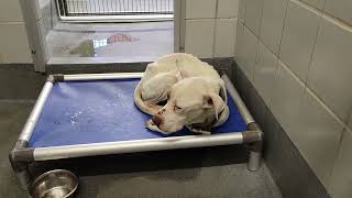 acs A668762