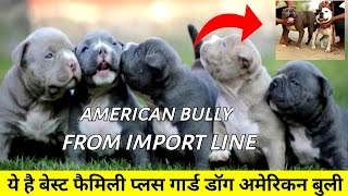 american bully puppies from import line || father mr. max direct son of mr. bold