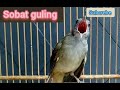 Suara Burung Kapas Tembak Ampuh Untuk Pancingan Suara Istimewa Burung Kapas Tembak Gacorrr Mp3 - Mp4 Download