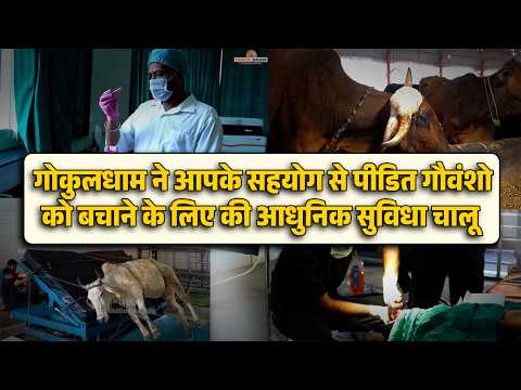 गोकुलधाम ने आपके सहयोग से पीड़ित गऊवंशो को बचाने के लिए की आधुनिक सुविधा चालु।  #cow #treatment