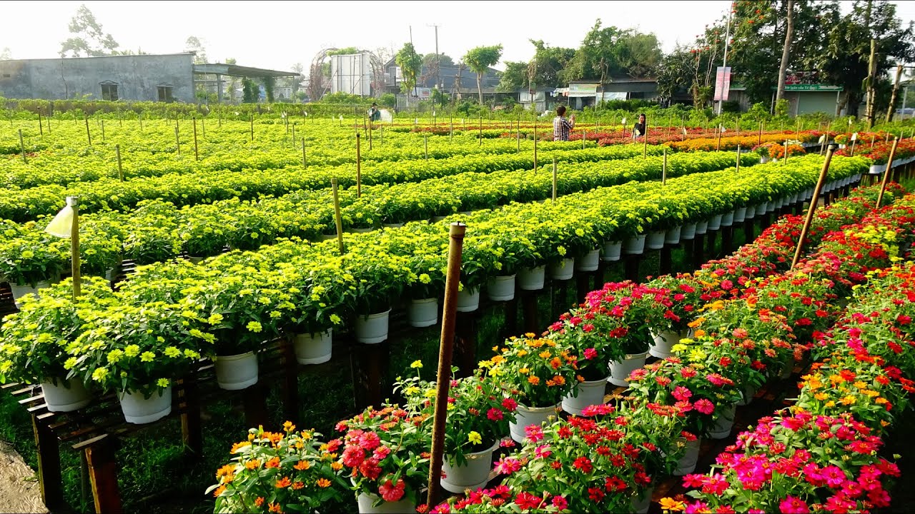 23-1-2022 Vườn hoa cúc kim cương đón Xuân Nhâm Dần