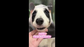 【毫無違和感】一隻邊牧撐起整個動物園！　媽媽挖空照片大玩變裝秀 #Shorts