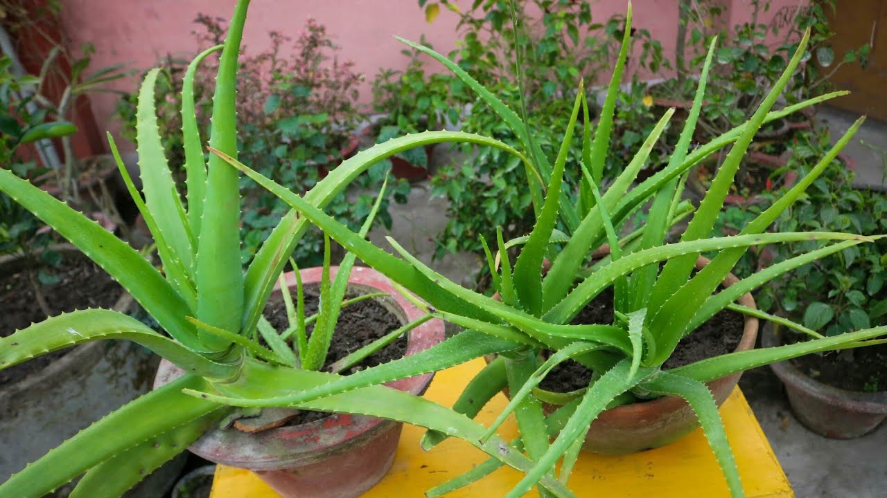 টবে এ্যালোভেরা গাছের সম্পূর্ণ যত্ন। Aloe vera plant care in pot ।
