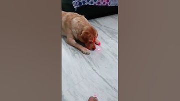 laser light vs dog😂🐕 | #shorts | comedy video