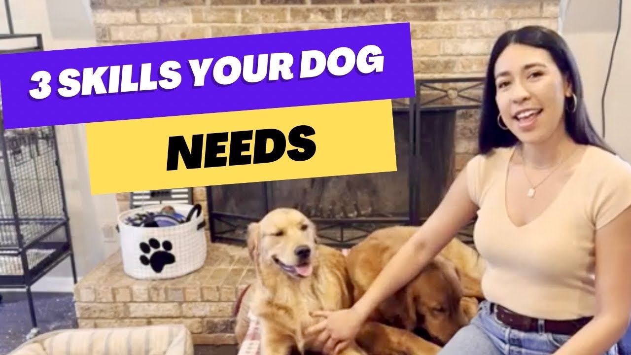 3 foundation skills that make dogs amazing companions