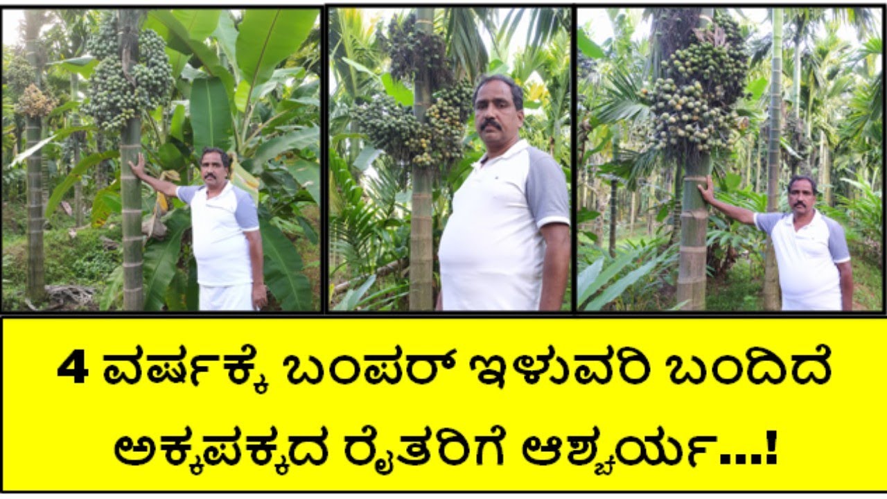 4 ವರ್ಷದ ಅಡಿಕೆಯಲ್ಲಿ ಬಂಪರ್ ಇಳುವರಿ ಬಂದಿದೆ 