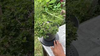 Trimer bonsai Salah satu alat wajib para pebonsai #bonsai #bonsaitree #caraperawatanbonsai