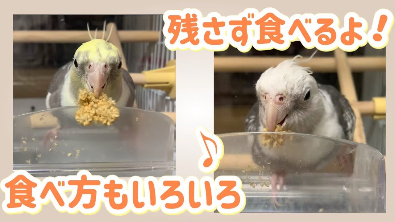 食べ方もいろいろ♪可愛いオカメインコ｜ゆっきーとなでちゃん編vol.430#cockatiel#オカメインコ