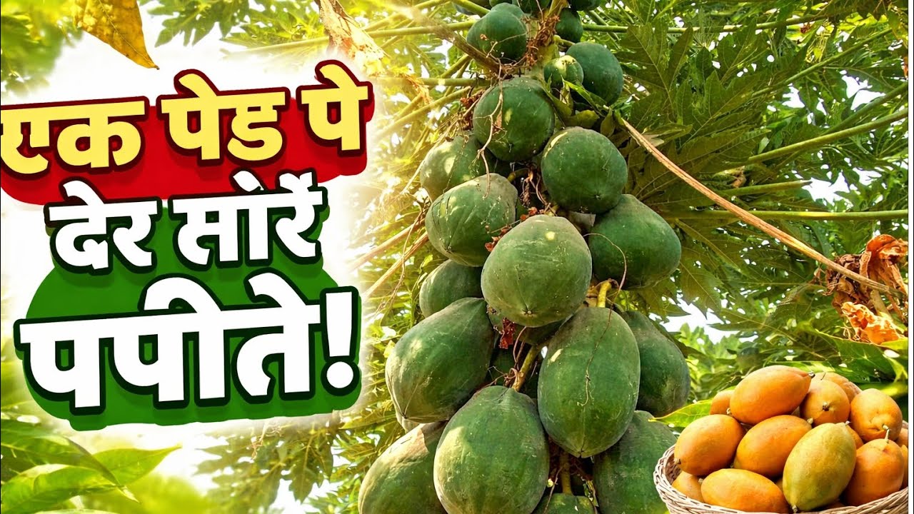 OMG 😱 एक ही पेड़ पर इतने सारे पपीते देखकर आप भी हैरान रह जाएंगे!
