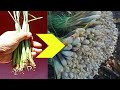 How to grow lemongrass at home tips for growing lemongrass at home to make spices are convenient
