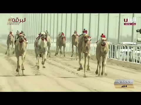 ش1 مشهورة لـ هجن الشحانية مهرجان حضرة صاحب السمو أمير البلاد المفدى 13 04 2025م حيل مفتوح 12 15 56