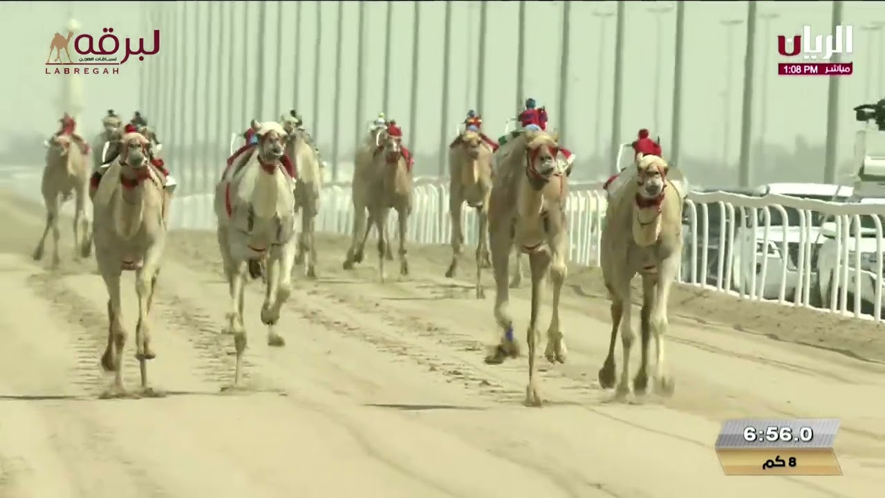 ش1 مشهورة لـ هجن الشحانية (مهرجان حضرة صاحب السمو أمير البلاد المفدى 13-04-2025م) حيل مفتوح 12:15:56