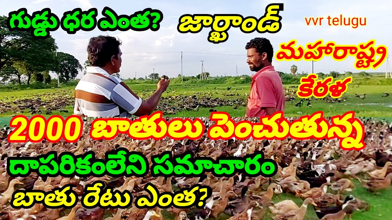 ప్రతి సంవత్సరం 2000 బాతులు పెంచి జార్ఖండ్, కేరళ,మహారాష్ట్ర ఎగుమతి | duck farming telugu | vvr telugu