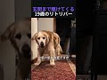 玄関まで駆けてくる19歳のリトリバー